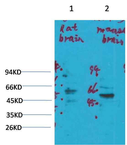 Kv1.3 Rabbit pAb