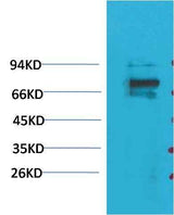 Kv1.5 Rabbit pAb