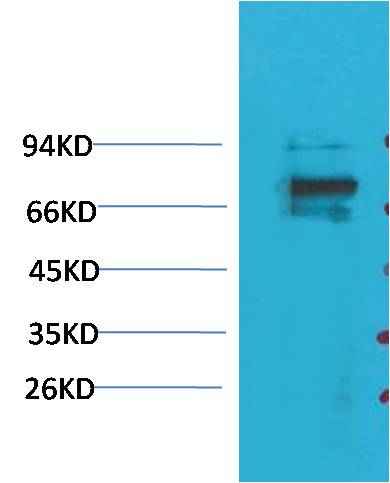 Kv1.5 Rabbit pAb