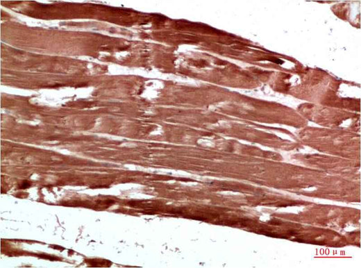 AMPK γ1 Rabbit pAb