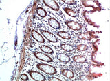 HP-1 α Rabbit pAb