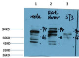 PI3 Kinase P85 Rabbit pAb