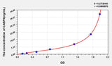 Human CASP8(Caspase 8) ELISA Kit 96T*5