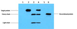 C-Myc-Tag Mouse mAb