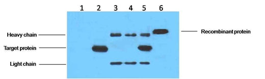His-Tag Mouse mAb