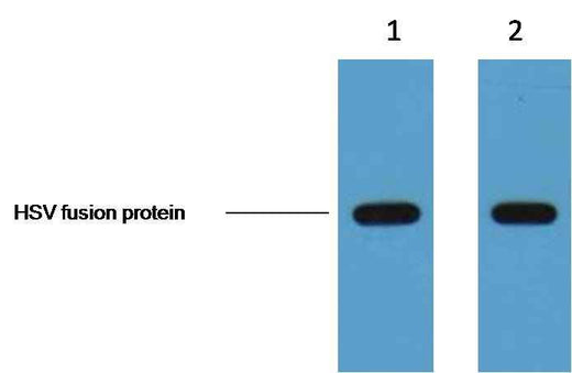 HSV-Tag Mouse mAb