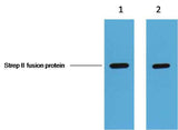 Strep-Tag Mouse mAb