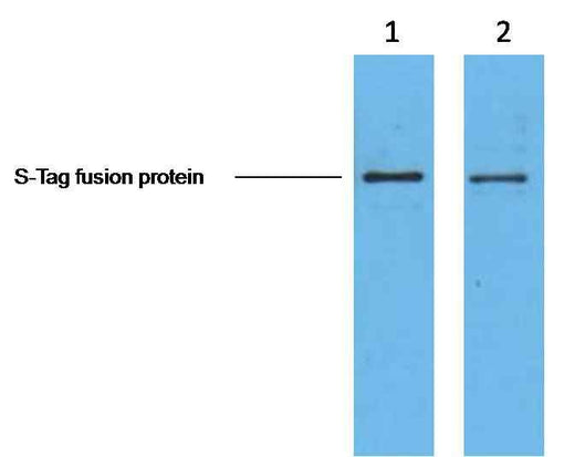 S-Tag Mouse mAb