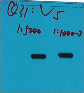 V5-Tag Mouse mAb 50µL/100µL
