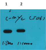 C-Myc-Tag Mouse mAb
