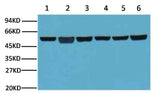 β-Tubulin Mouse mAb