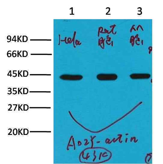 β-actin Mouse mAb