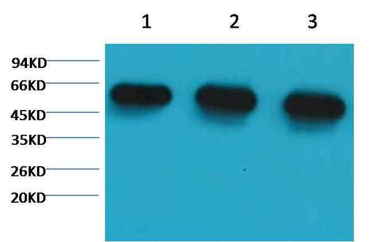 α-tubulin Mouse mAb