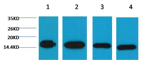 Histone H3 Mouse mAb 50µL/100µL