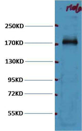 EGFR Mouse mAb