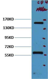 CD45 Mouse mAb