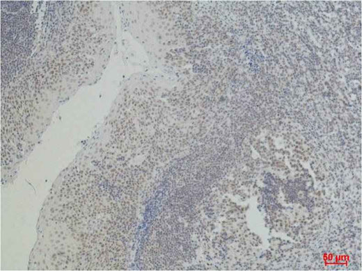 CD2 Mouse mAb