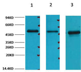 FH/Fumarase Mouse mAb