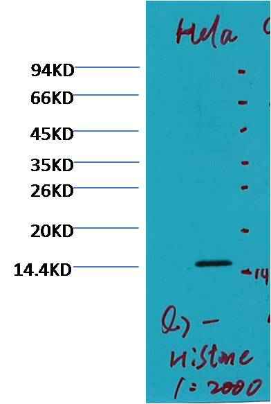 Histone H3 (di methyl K79) Mouse mAb