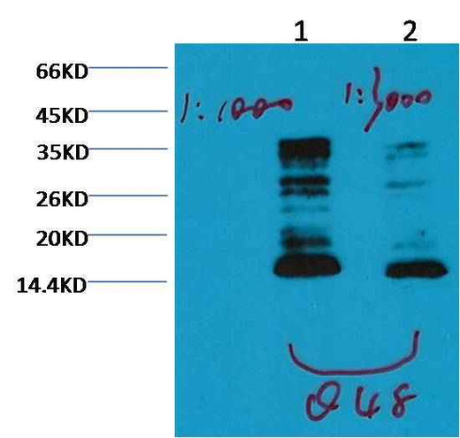 Histone H3(mono methyl K79) Mouse mAb