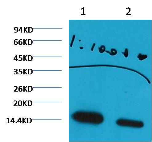 Histone H3(di methyl K27) Mouse mAb