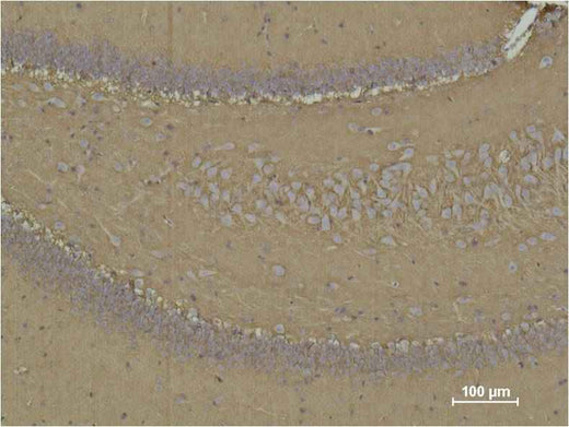 CD15 Mouse mAb