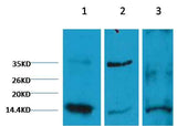 Histone H3(di methyl K9) Mouse mAb