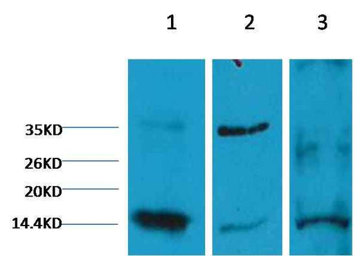 Histone H3(di methyl K9) Mouse mAb