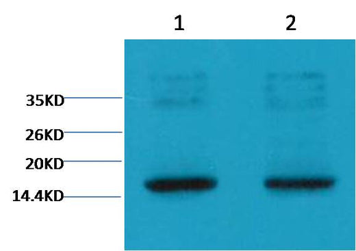 Histone H3(tri methyl K9) Mouse mAb 50µL/100µL