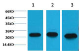 Peroxiredoxin 1 Mouse mAb