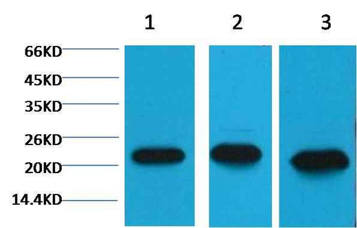 Peroxiredoxin 1 Mouse mAb