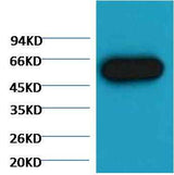α-tubulin Mouse mAb