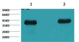 Plant actin Mouse mAb