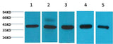 eIF4A1 Mouse mAb