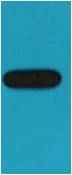 GST-Tag Mouse mAb