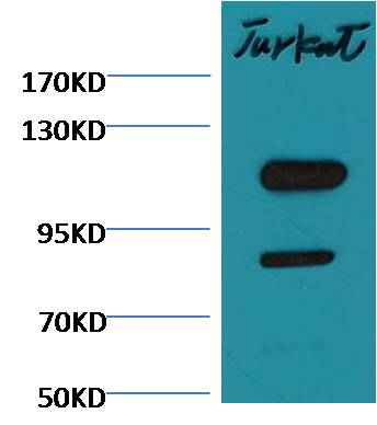 Cleaved PARP Mouse mAb