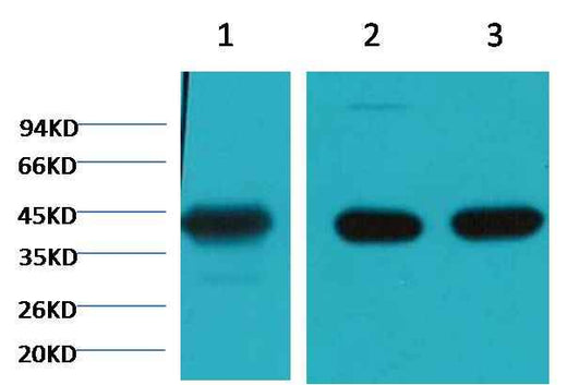 α skeletal muscle actin Mouse mAb