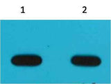 Avi-Tag Mouse mAb