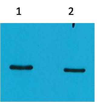 SRT-Tag Mouse mAb
