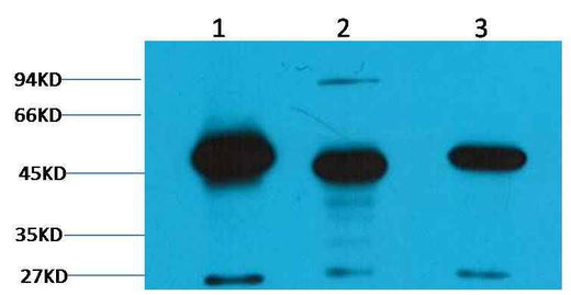 FH/Fumarase Mouse mAb