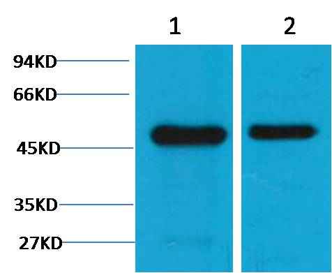 Flotillin-1 Mouse mAb