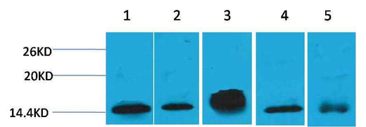 Histone H2B Mouse mAb