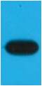 mOrange-Tag Mouse mAb 50µL/100µL