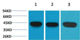 α-Smooth Muscle Actin Mouse mAb
