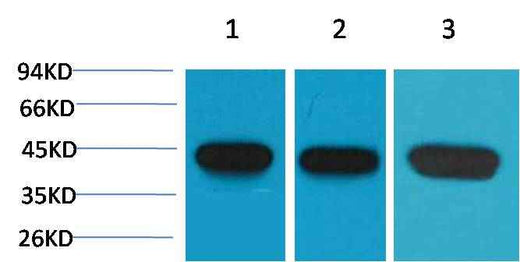 α-Smooth Muscle Actin Mouse mAb