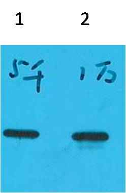 ECFP-Tag Mouse mAb