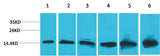 Cytochrome C Mouse mAb