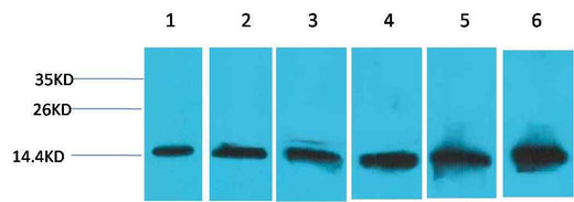Cytochrome C Mouse mAb