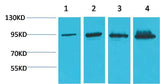 β-Catenin Mouse mAb