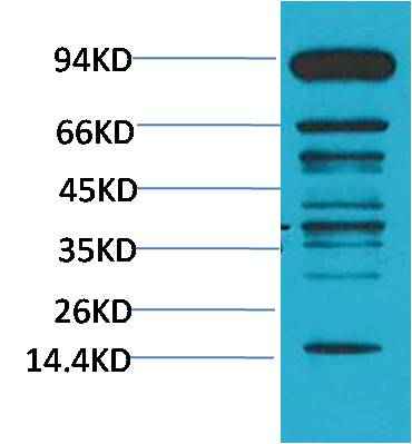 Pan Methylated Lysine Mouse mAb